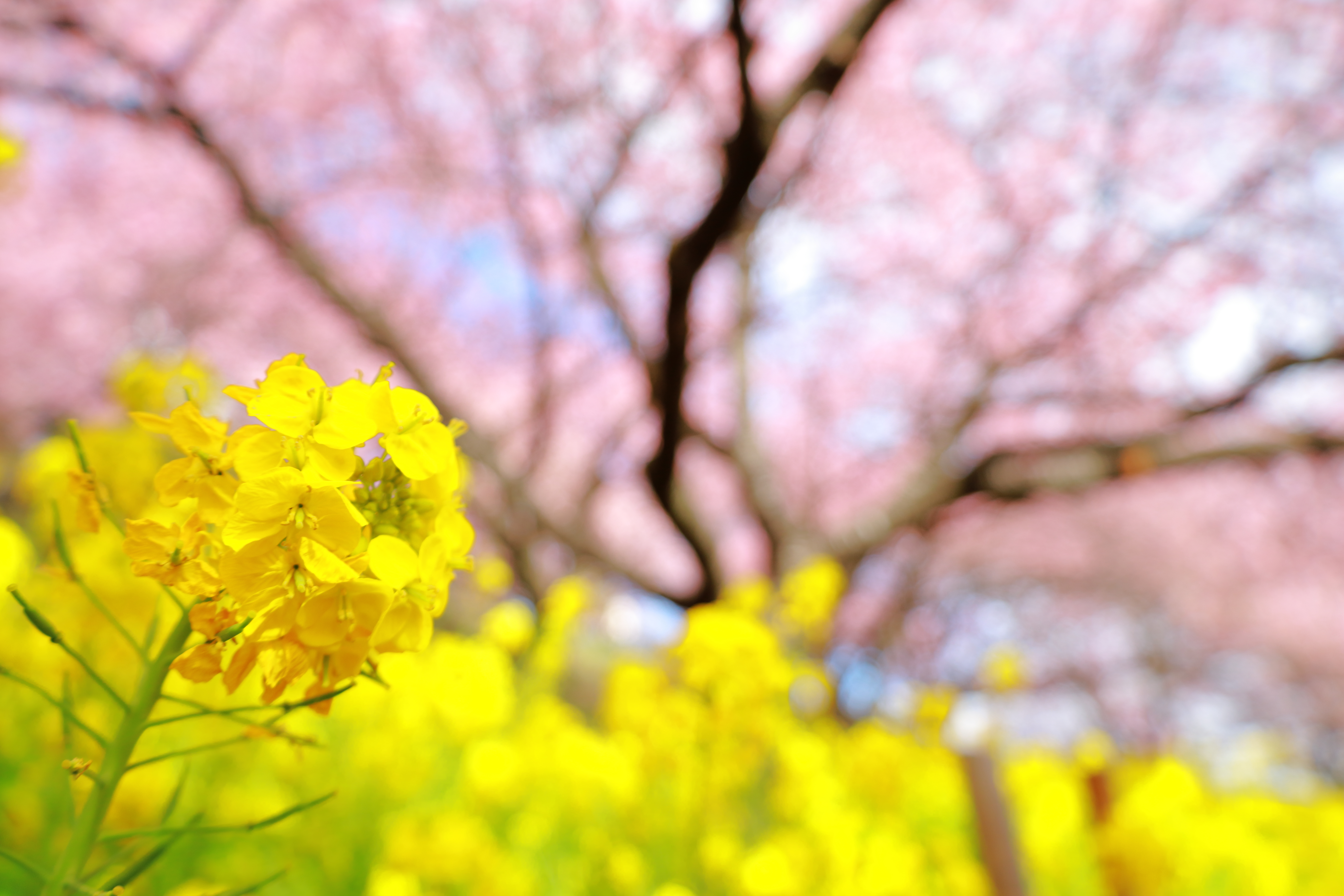 桜と菜の花の写真